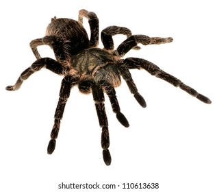 black curly-hair tarantula Brachypelma albopilosum isolated - Shutterstock ID 110613638