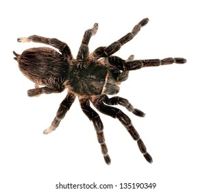 Black Curlyhair Tarantula Brachypelma Albopilosum Isolated Stock Photo ...