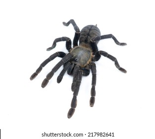 Black Curlyhair Tarantula Brachypelma Albopilosum Isolated Stock Photo ...