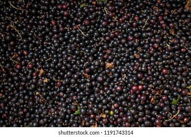 A lot of black currant for background
