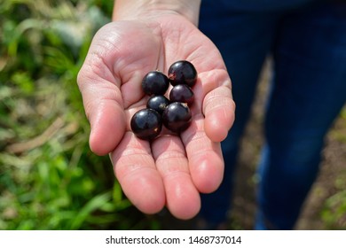 Black currant. Berries of black currant on a palm.