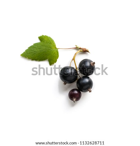 Black currant ( or blackcurrant) bunch with leaves on white.