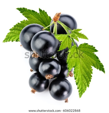black currant branch isolated on white