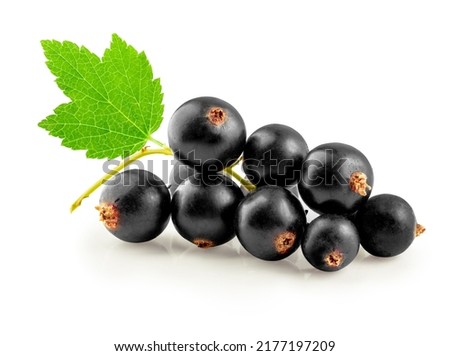 Black currant bunch with leaf, isolated on white background.
