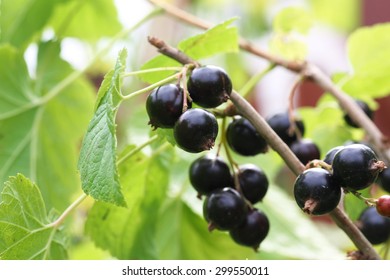 Black Currant Bush In The Garden