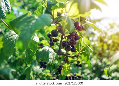 Black Currant Bush In Sun Light