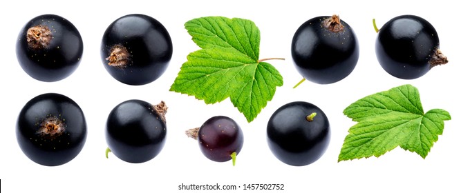 Black currant collection isolated on white background close-up, with clipping path, ripe juicy berries of blackcurrant with fresh leaves