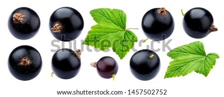Black currant collection isolated on white background close-up, with clipping path, ripe juicy berries of blackcurrant with fresh leaves