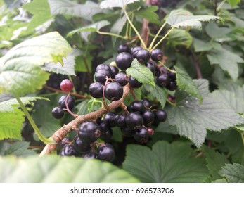 Black currant. Green bush. Berries on the branches. - Shutterstock ID 696573706