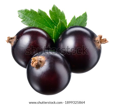 Black currant isolate. Currant black berries isolated on white background with clipping path. Black currant set with full depth of field.