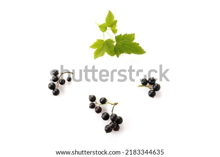 black currant with leaf isolated on white background. Top view. Flat lay