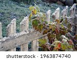 Black currant leaves climbing over the fence. Photo was taken in Kempele, Finland. 