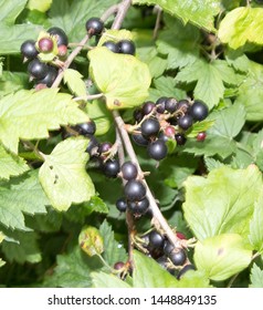 Black currant on the branch - Shutterstock ID 1448849135