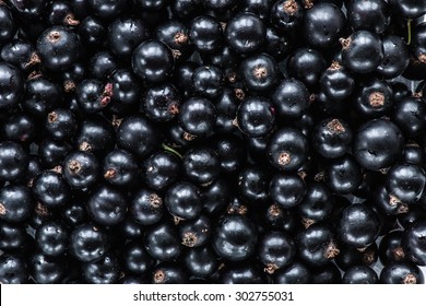 Black Currant Top View