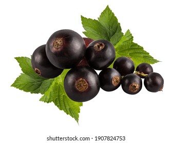 Black Currant Berries Images Stock Photos Vectors Shutterstock