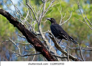 123 Crow shrikes Images, Stock Photos & Vectors | Shutterstock