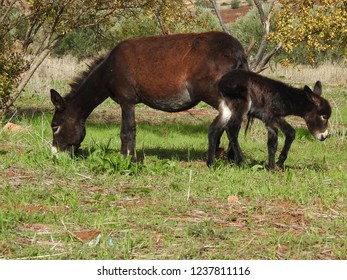 Black Cute Baby Donkey Mother On Stock Photo Edit Now 1237811119