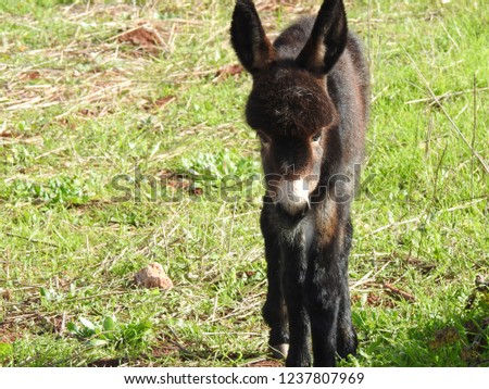 Black Cute Baby Donkey On Floral Stock Photo Edit Now 1237807969