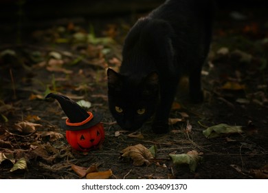 Black Cute Cat With Halloween Pumpkin In The Grass