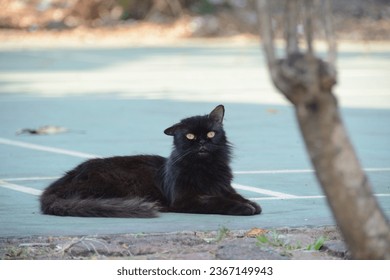 black cute cat at the park garden - Shutterstock ID 2367149943