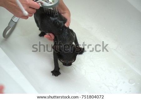 Similar – Black funny cat wet in bath