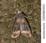 Black Cutworm Moth (Agrotis ipsilon) roosting on the ground, dorsal view. Destructive pest species to the agriculture industry worldwide.