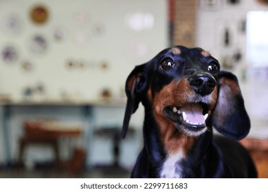 black dachshund basset close up cute - Shutterstock ID 2299711683