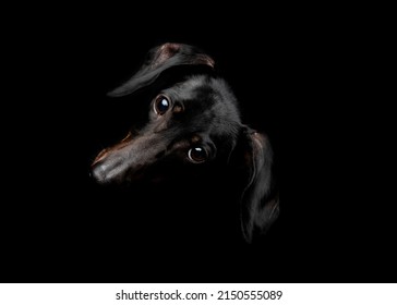 Black Dachshund Dog Portrait On Black Background