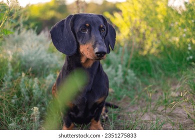 dachshund negro. ojos y boquilla de un dachshund. un perro pequeño. perro de caza. perro largo y bajo. bozal y bigote.