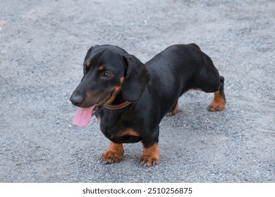 A black dachshund on a path of fine stone. A young dachshund stands with her tongue out.