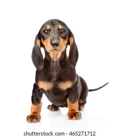 Black dachshund puppy sitting in front view. isolated on white background