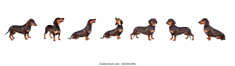 Black Dachshund Sausage Dog Puppy On A White Background 