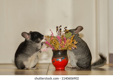 Black And Dark Grey Chincilla