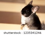 Black and dark grey chincilla portrait closeup. Black velvet chinchilla