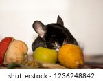 Black and dark grey chincilla portrait closeup. Black velvet chinchilla