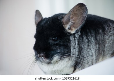 Black And Dark Grey Chincilla Portrait Closeup. Right Side