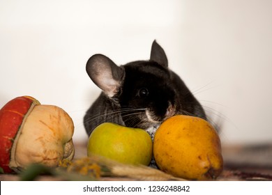 Black And Dark Grey Chincilla Portrait Closeup. Black Velvet Chinchilla