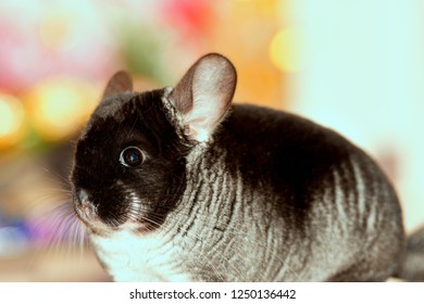 Black And Dark Grey Chincilla Portrait Closeup. Black Velvet Chinchilla