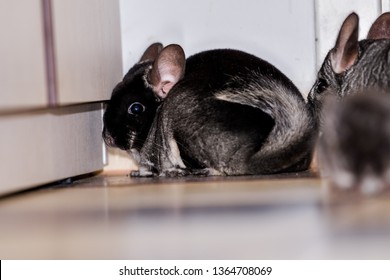 Black And Dark Grey Chincilla Portrait Closeup. Black Velvet Chinchilla