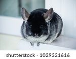 Black and dark grey chincilla sitting on the white shelf and looking at the camera. Whole fluffy body is seen