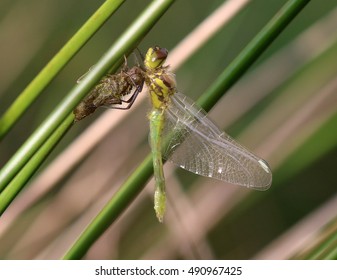 Black Darter