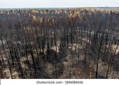 Black Dead  Forest After Fire. Burnt Trees After A Forest Fire. Burnt Pine Forest Top View.  Photo Drone