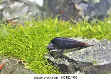 Black Devil Spike Snails or Lava snails  (Faunus ater) is eating algae in freshwater aquarium. It is a large aquarium snail.