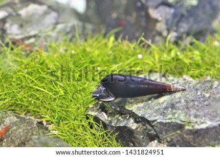 Black Devil Spike Snails or Lava snails  (Faunus ater) is eating algae in freshwater aquarium. It is a large aquarium snail.