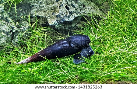 Black Devil Spike Snails or Lava snails  (Faunus ater) is eating algae in freshwater aquarium. It is a large aquarium snail.