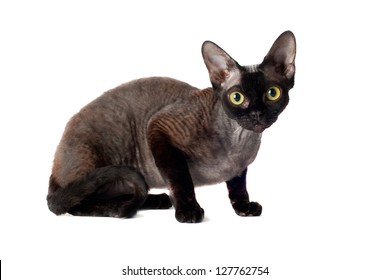 Black Devon Rex Cat