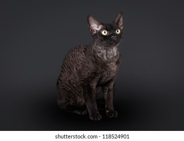 black devon rex cat