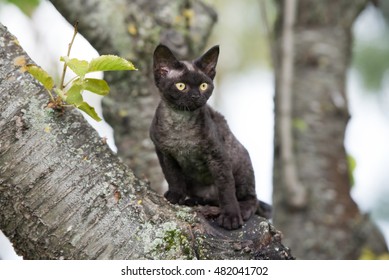 Black Devon Rex Kitten Sitting On A Tree