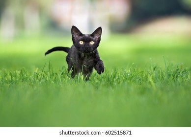 Black Devon Rex Kitten Walking On Grass