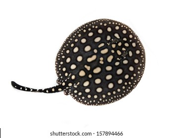 Black Diamond Stingray Isolated On White 